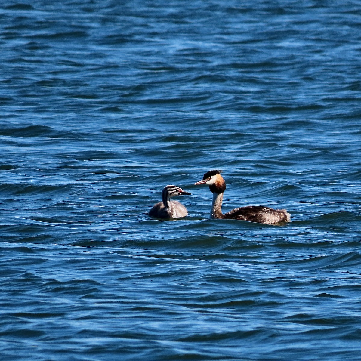 Great Crested Grebe - ML494774291