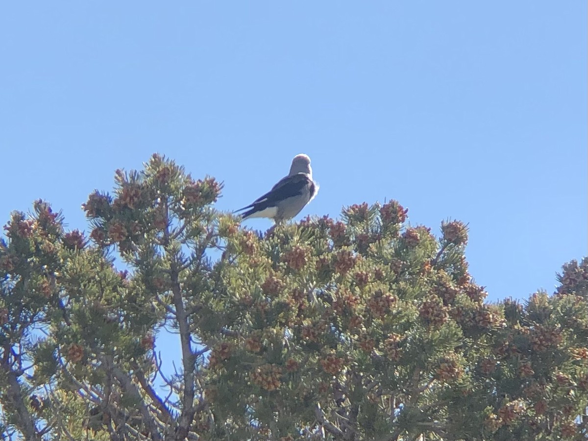 Clark's Nutcracker - ML494775551