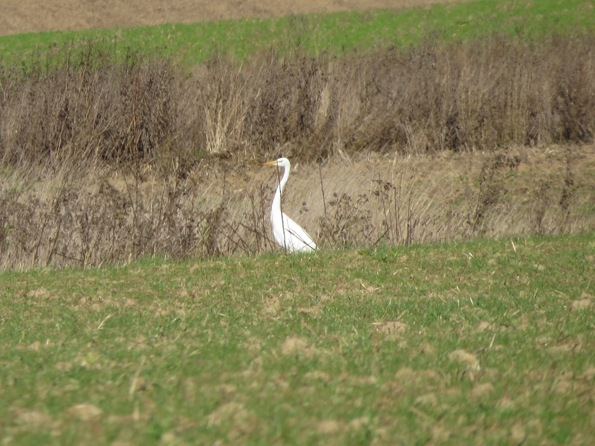 Great Egret - ML494777011