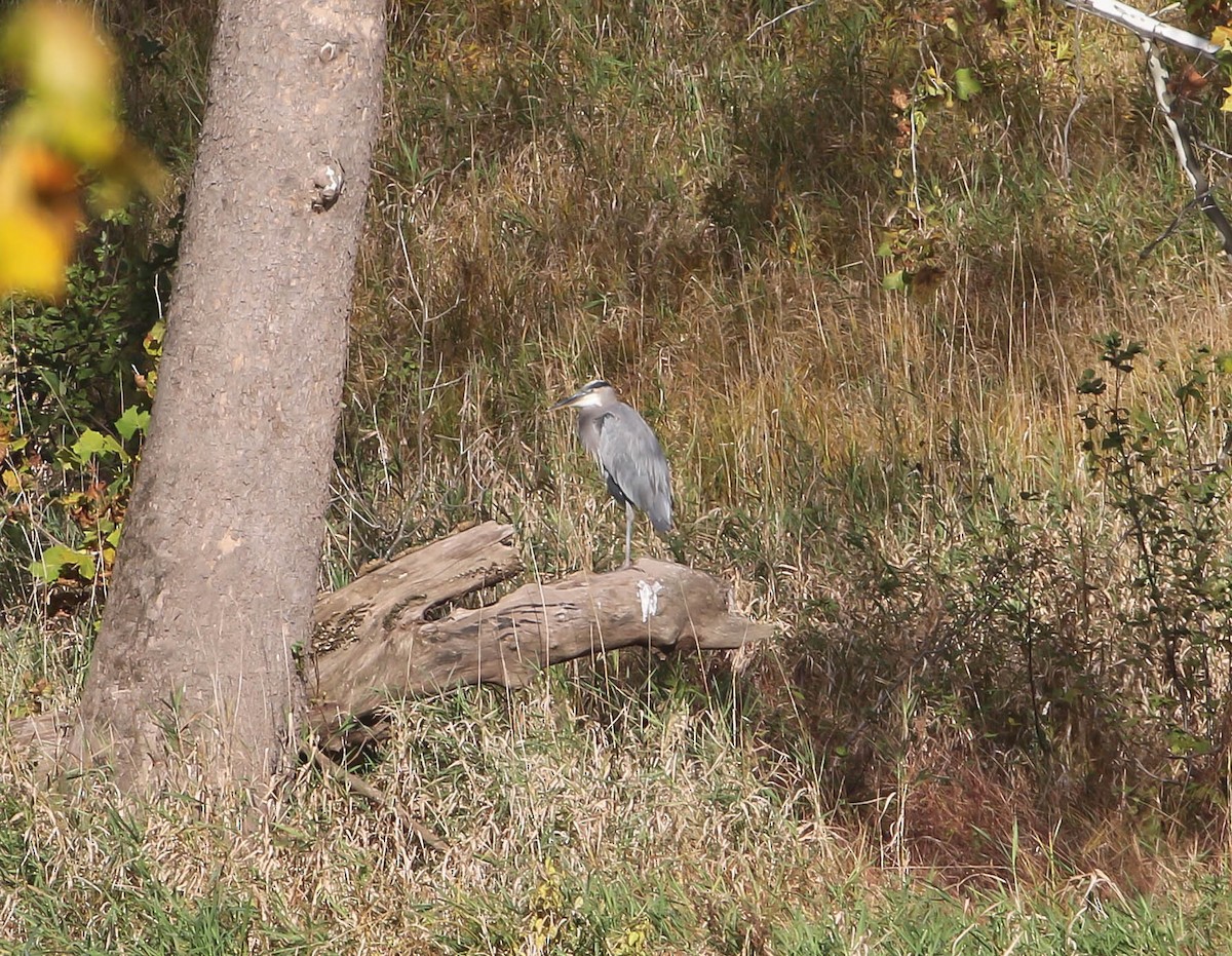 volavka velká - ML494777171