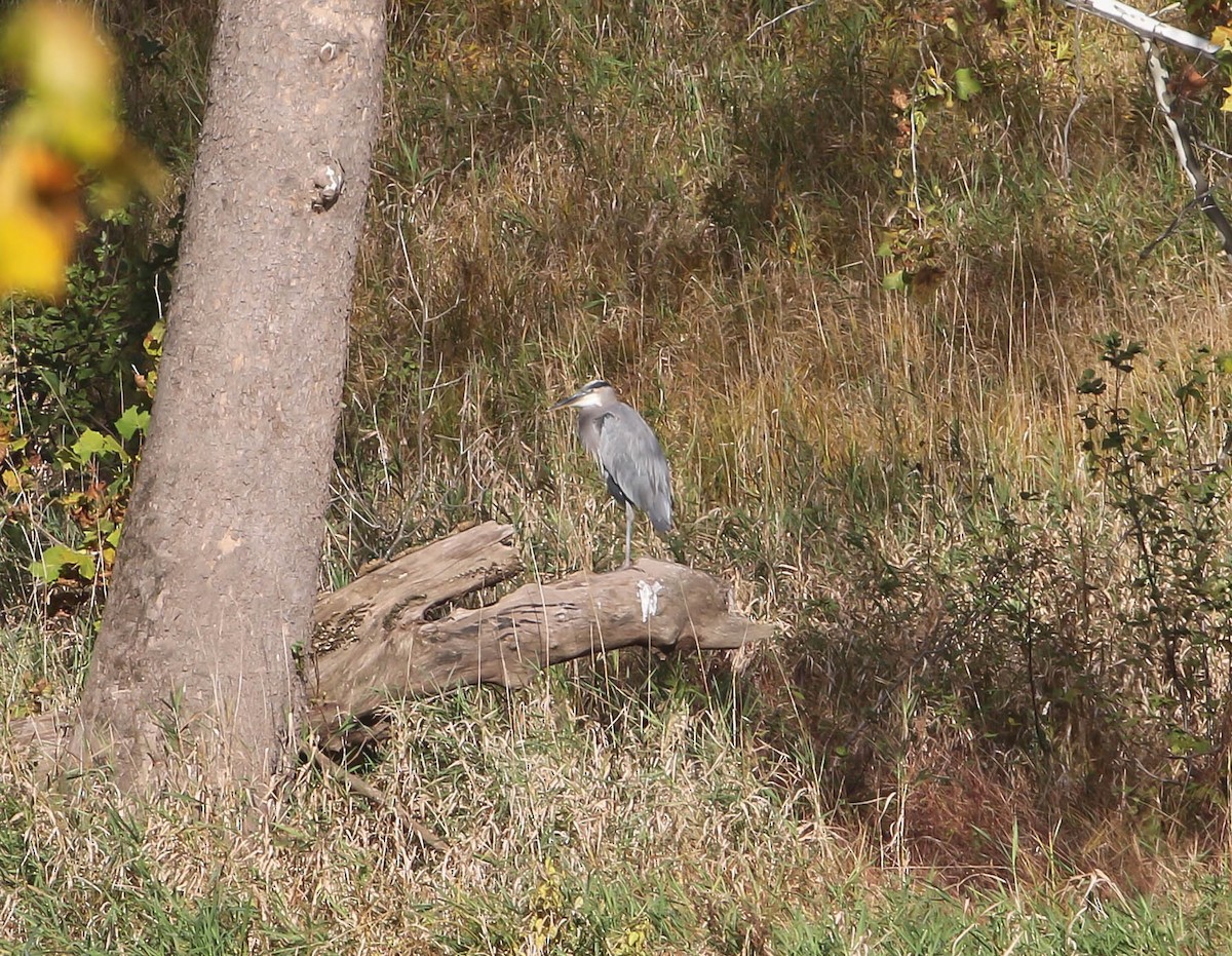 Great Blue Heron - ML494777171