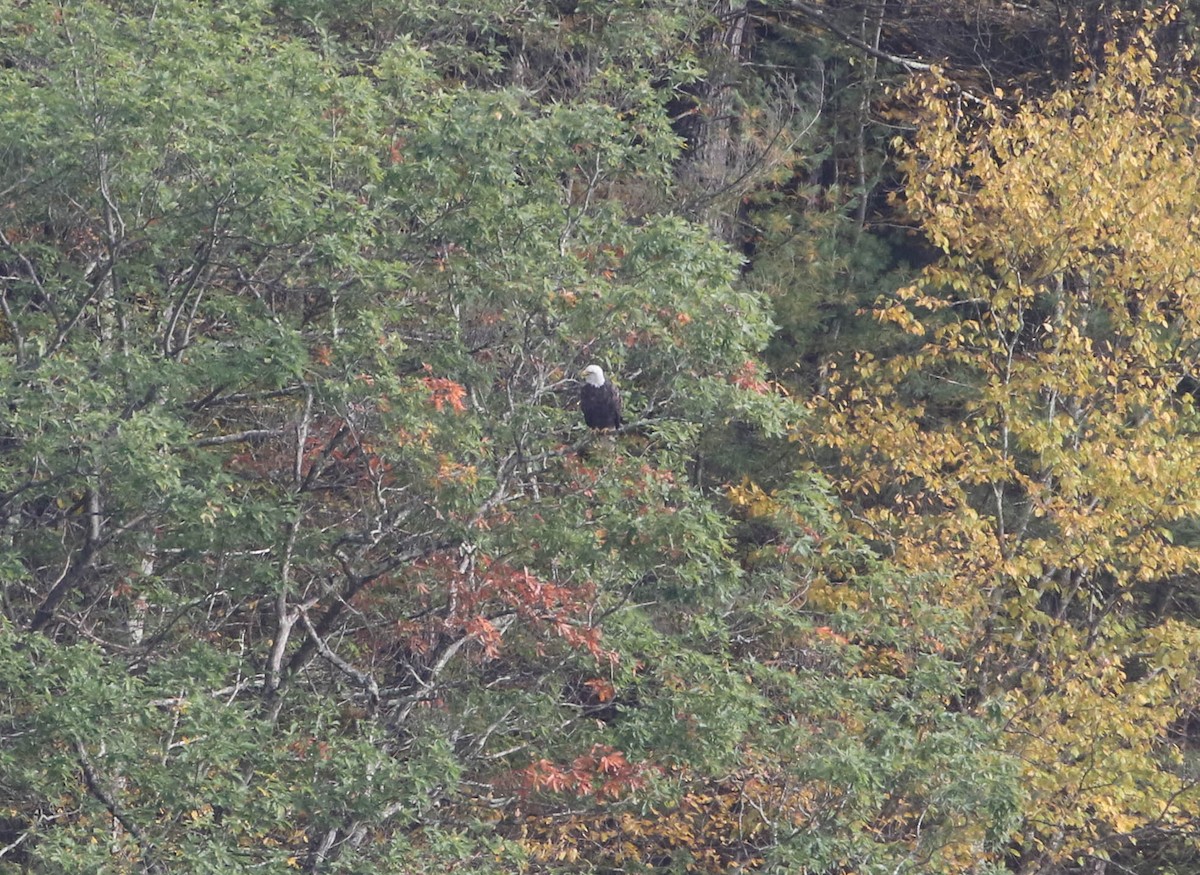 Bald Eagle - ML494777211