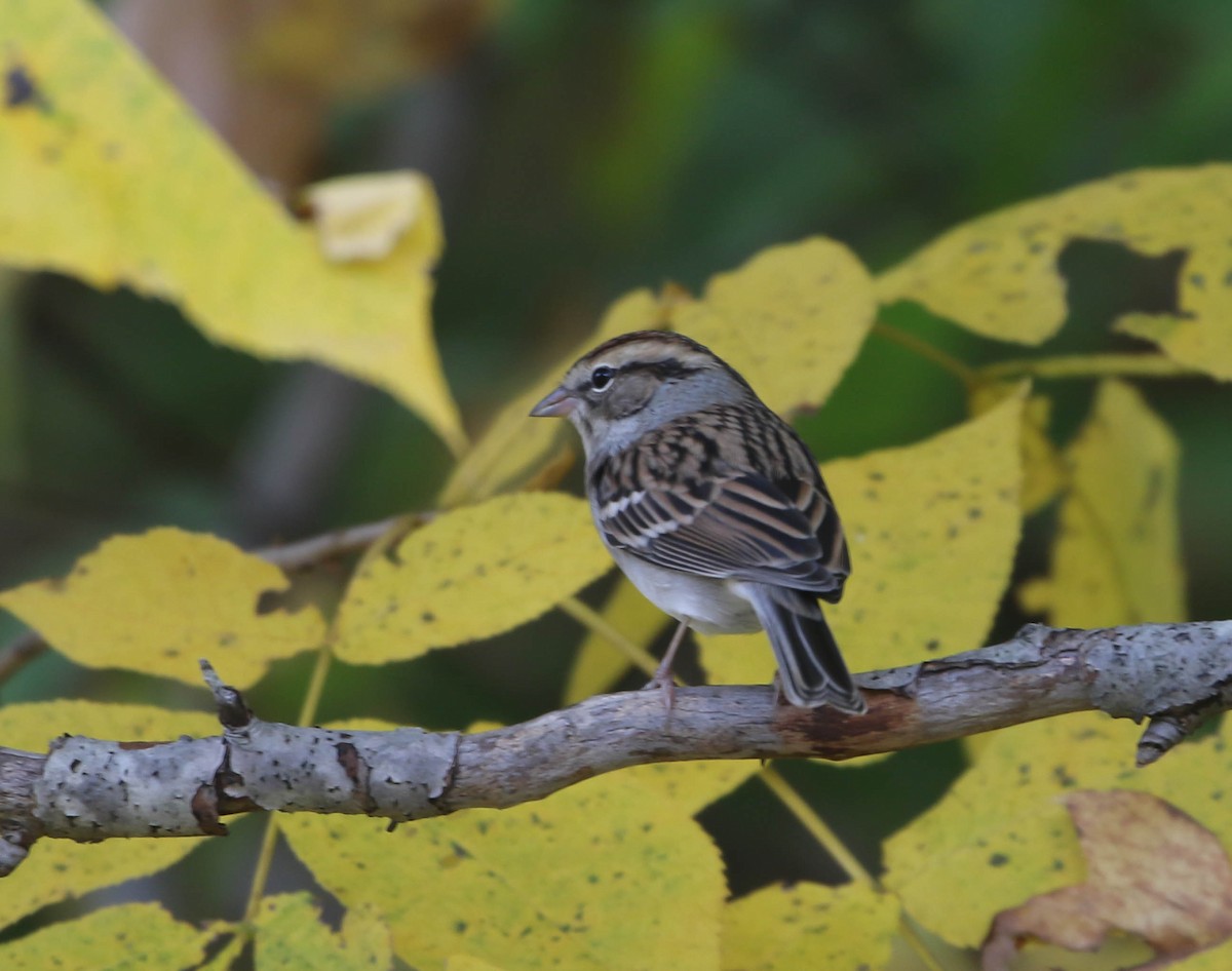 Chipping Sparrow - ML494777261