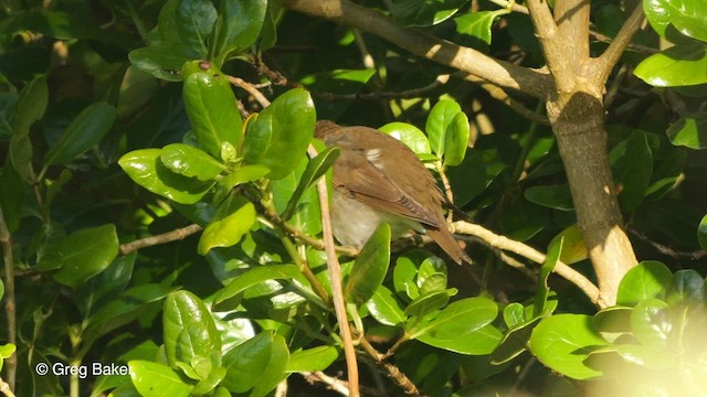 Swainson's Thrush - ML494777471