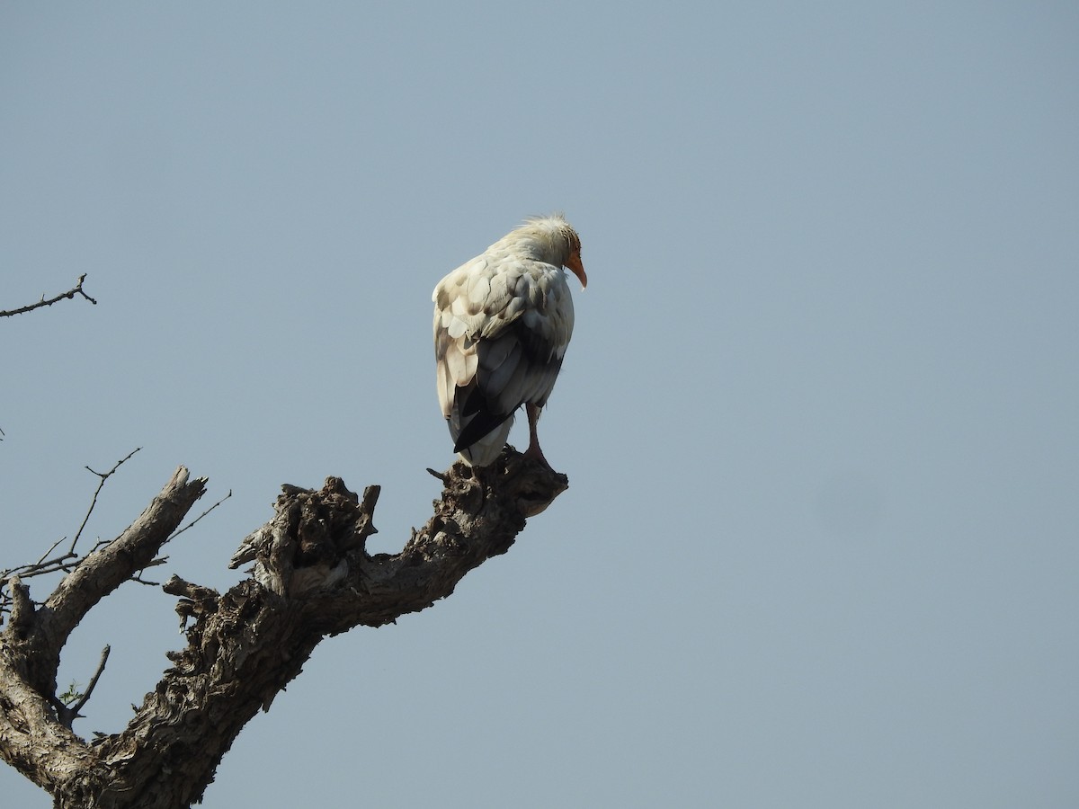 Egyptian Vulture - ML494778201