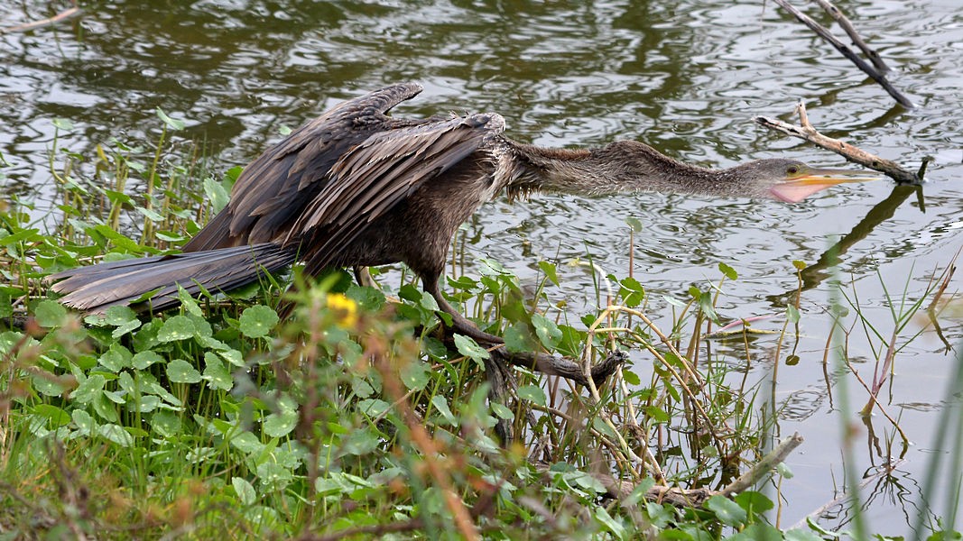 Anhinga - Albert Wessel