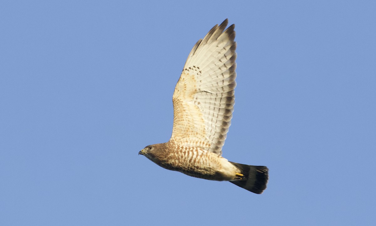 Broad-winged Hawk - RJ Baltierra