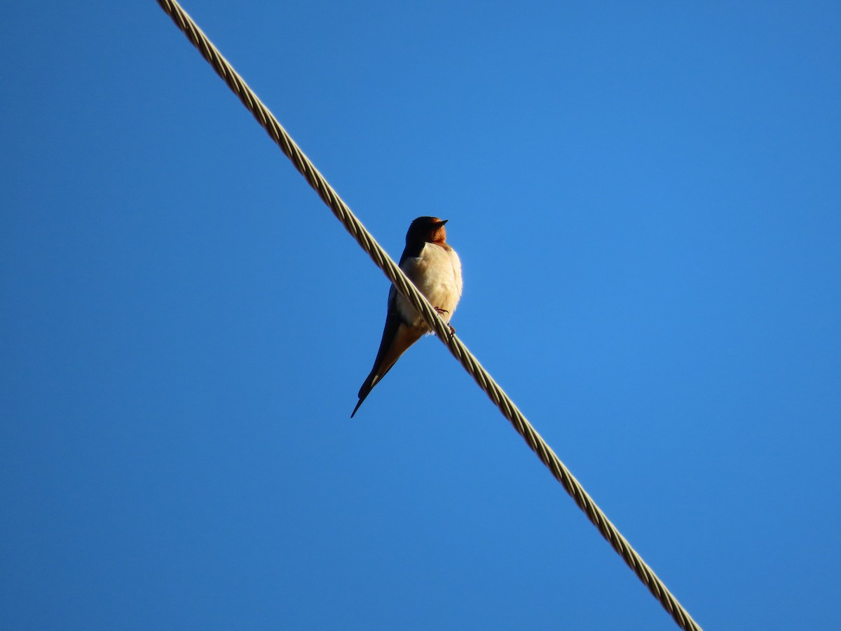 Barn Swallow - ML494779671