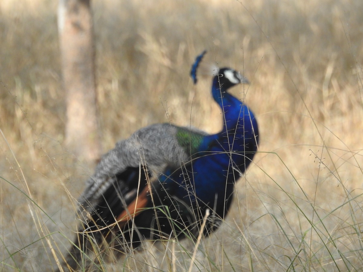 Indian Peafowl - ML494780121