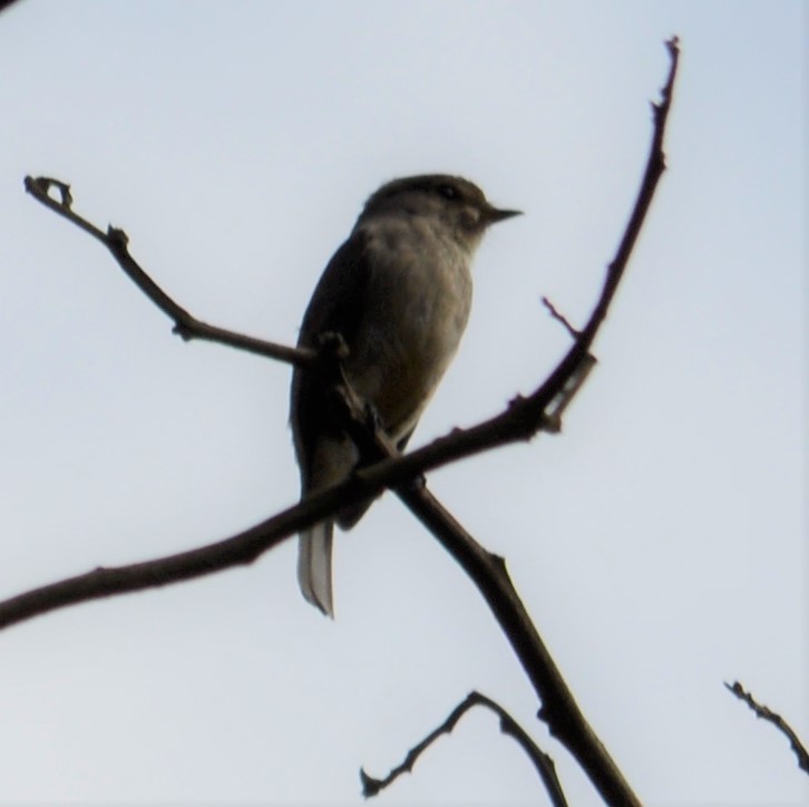 African Dusky Flycatcher - ML494780571