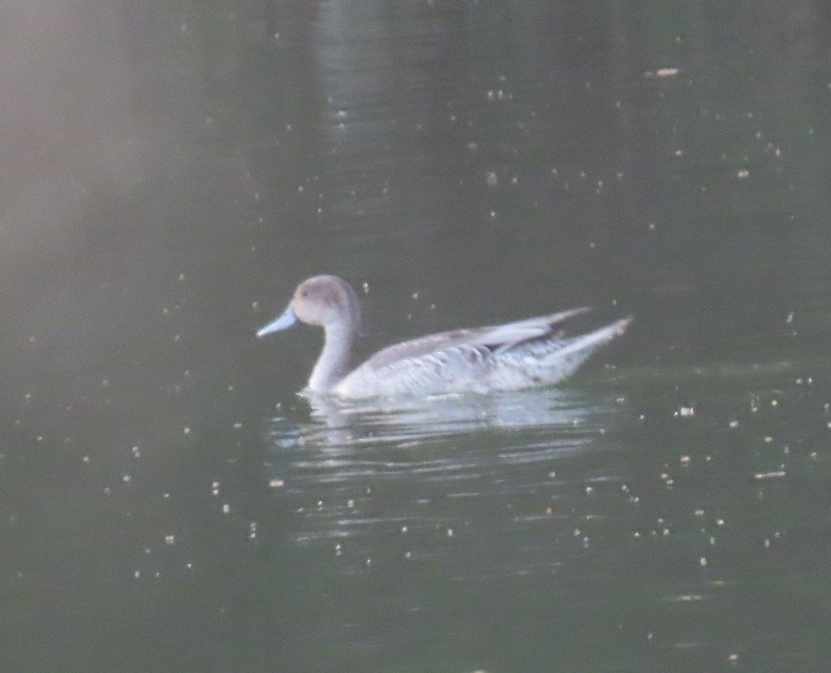 Northern Pintail - ML494780611