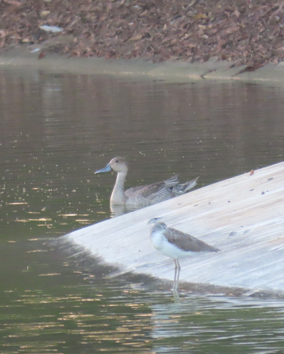 Northern Pintail - ML494780621