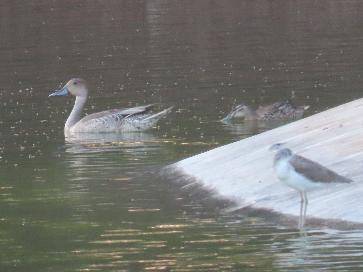 Northern Pintail - ML494780641