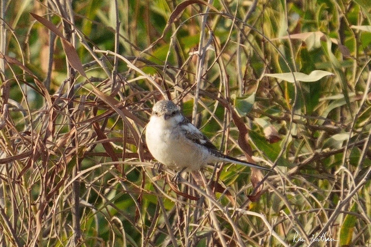 Masked Shrike - ML494783791