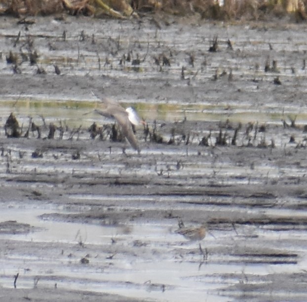 Greater Yellowlegs - Deb Muzzy