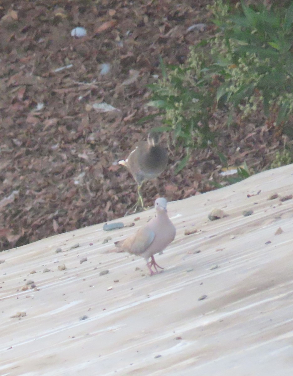 Eurasian Collared-Dove - Ute Langner