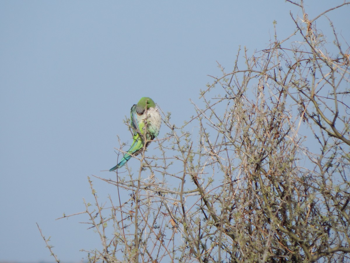 Monk Parakeet - ML494785691