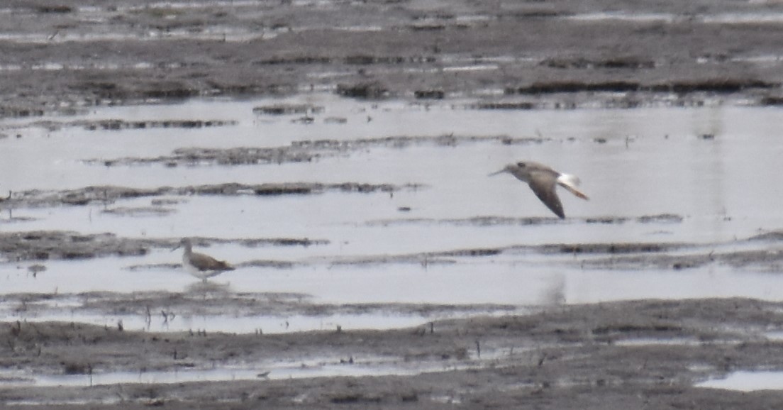 Greater Yellowlegs - ML494785921