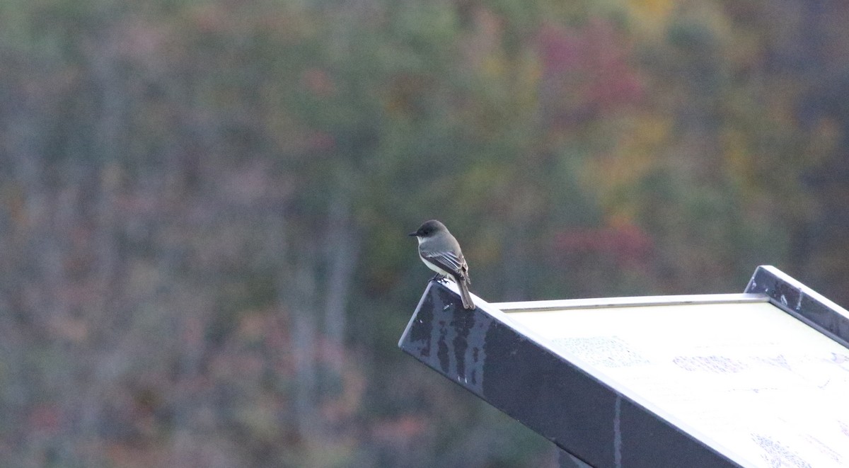 Eastern Phoebe - ML494786071