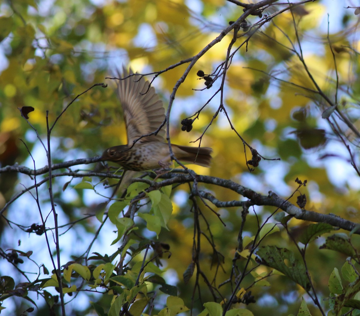 Hermit Thrush - ML494786181