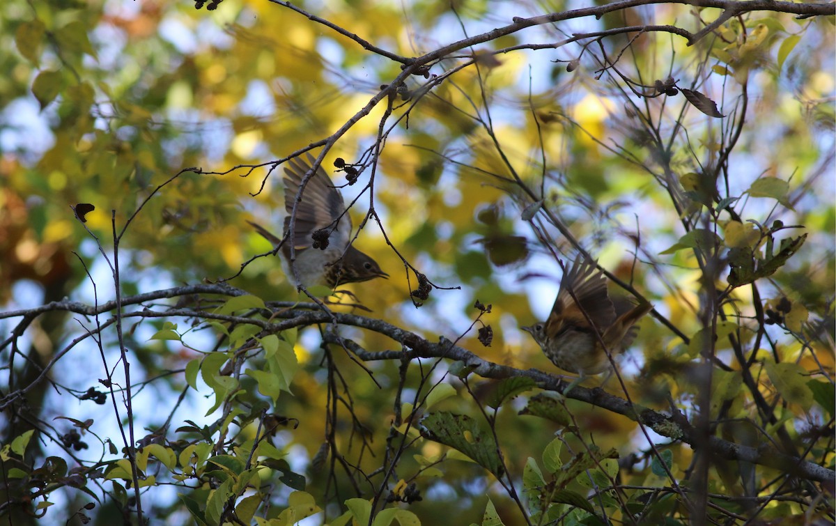 Hermit Thrush - ML494786201