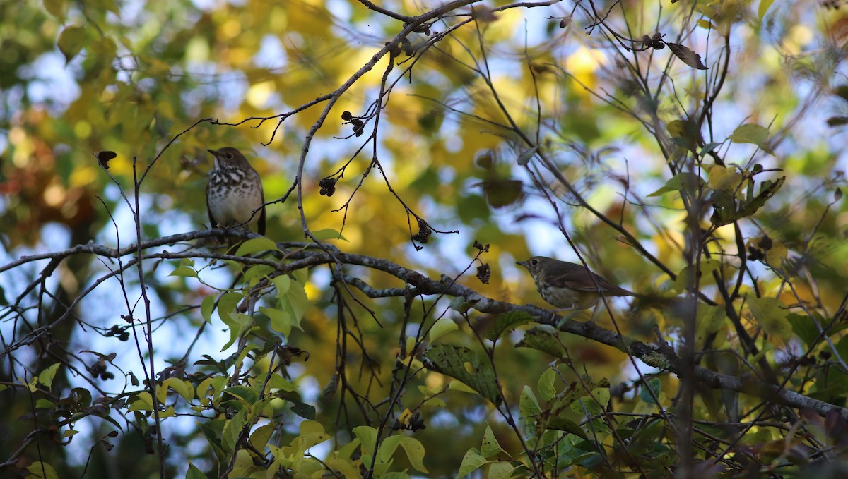 Hermit Thrush - ML494786211