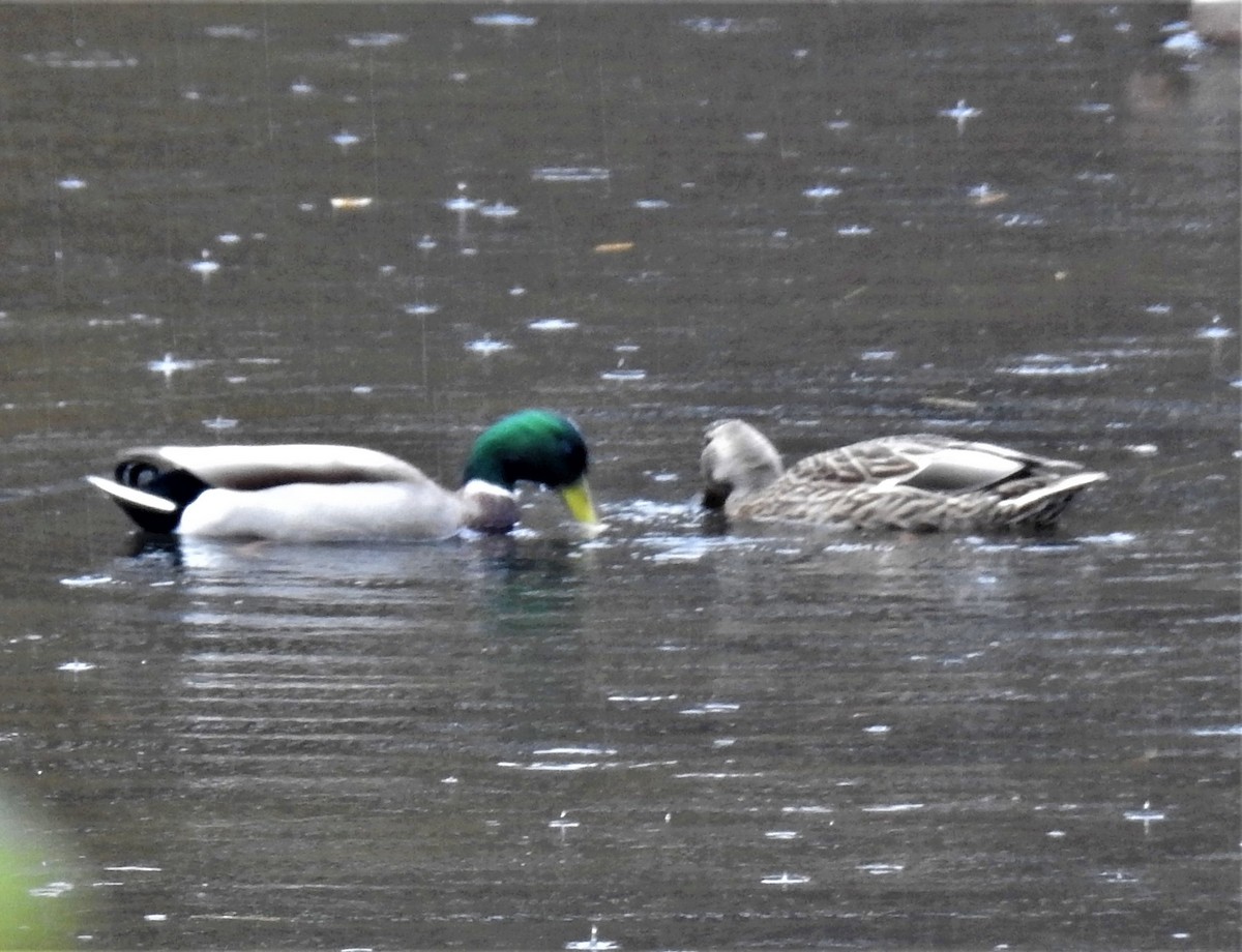 Mallard - ML494786291