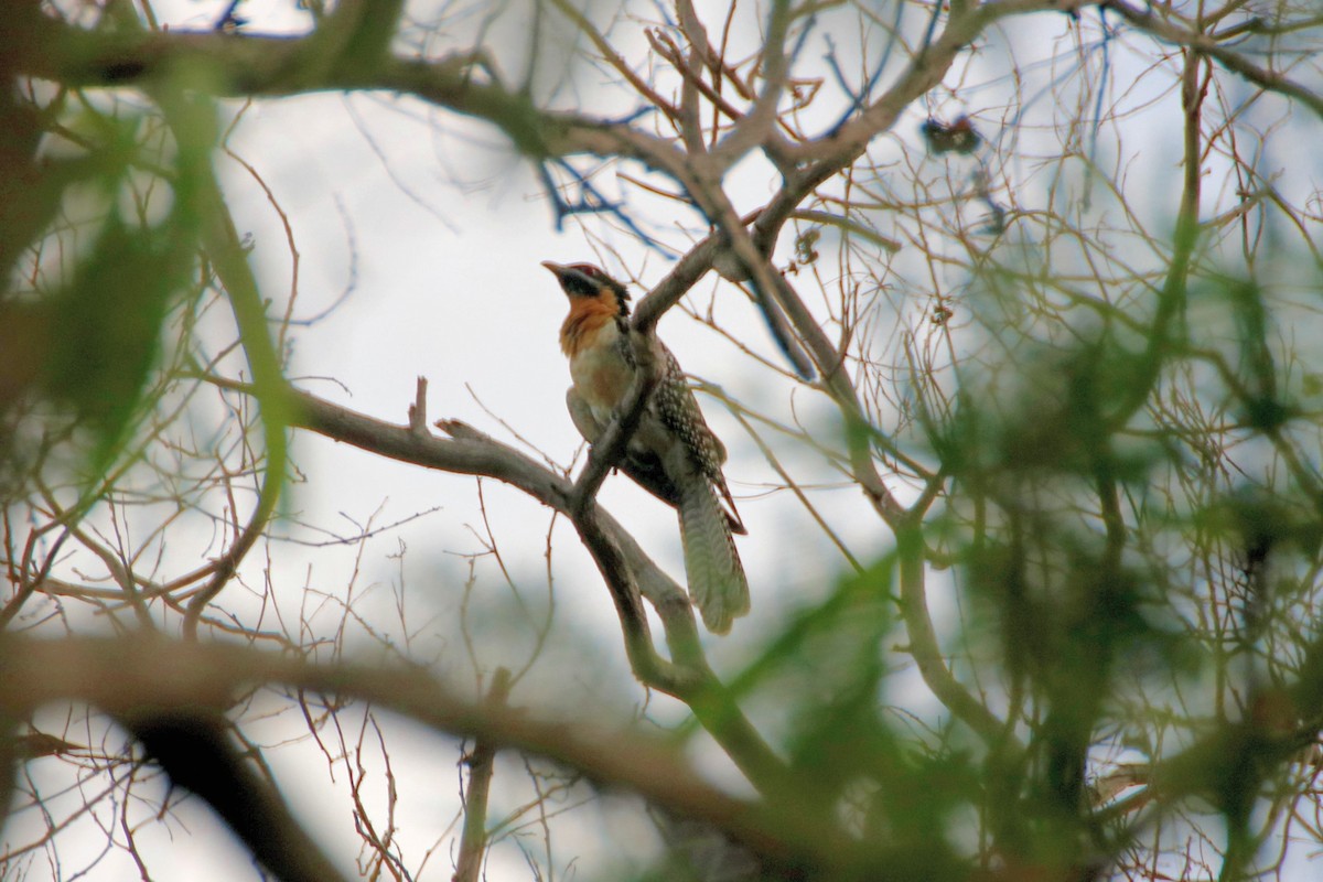 Pacific Koel (Australian) - ML494786341