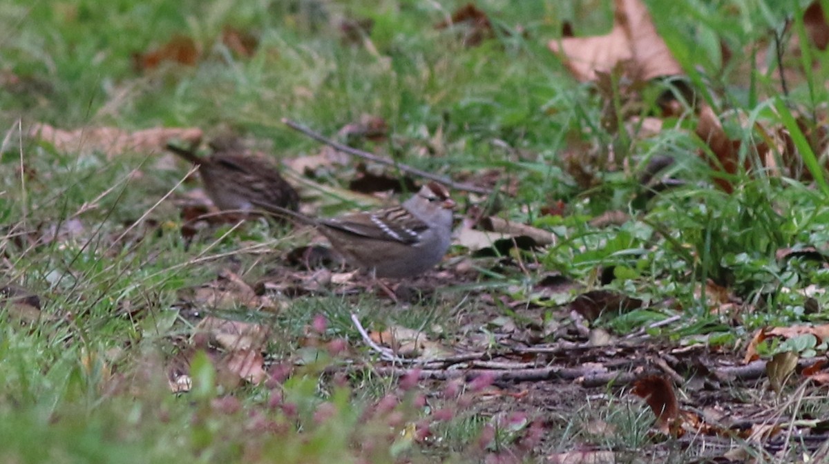 White-crowned Sparrow - ML494786511
