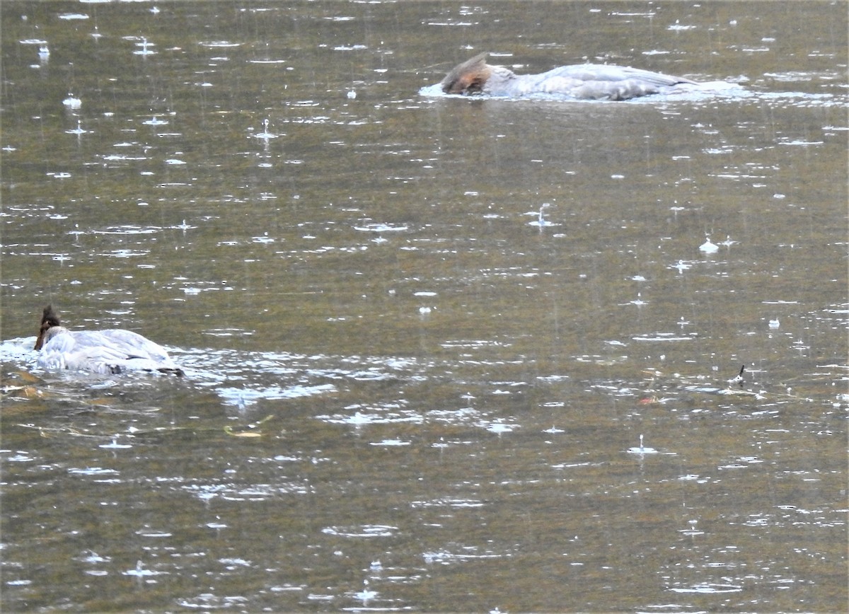 Common Merganser - ML494786671