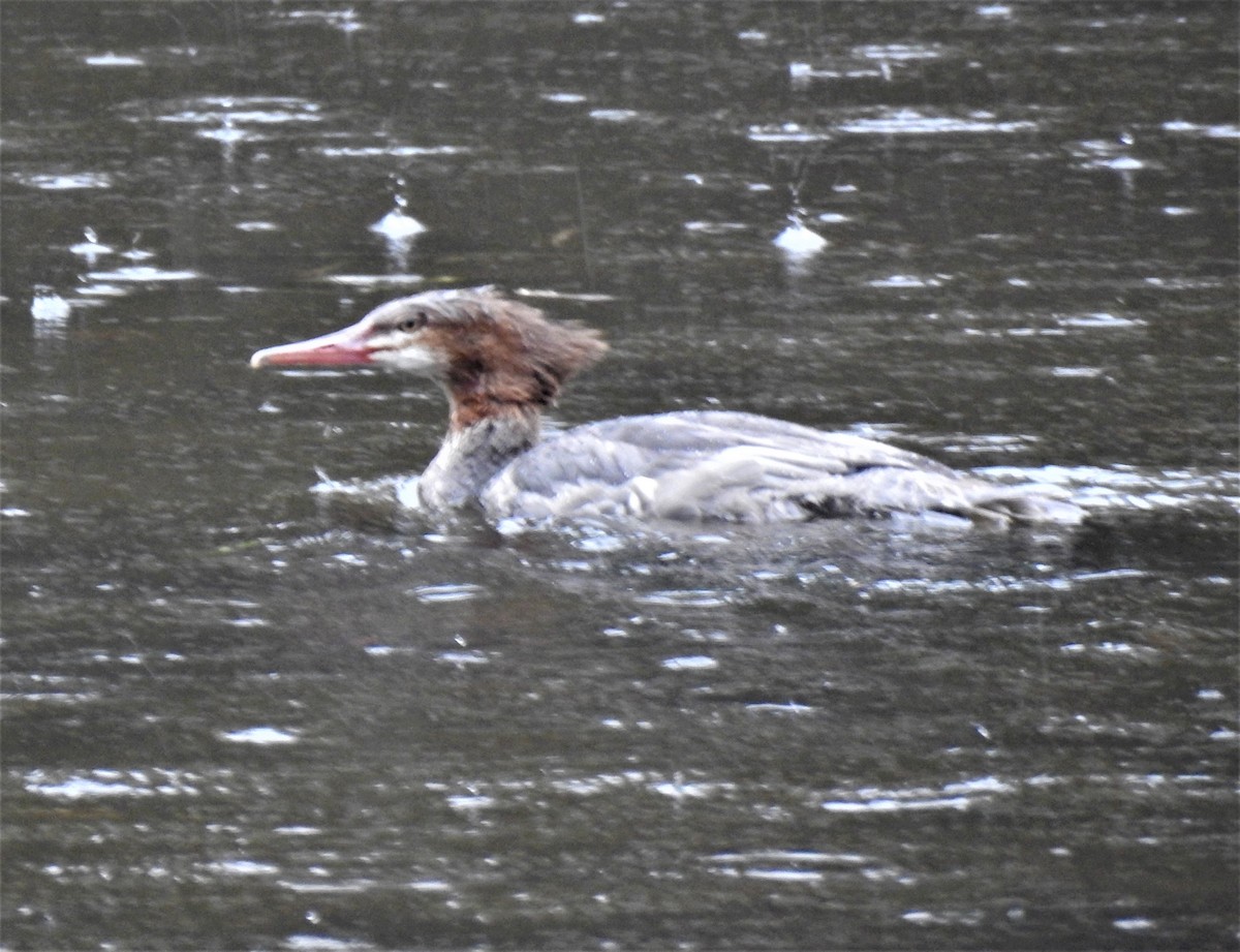 Common Merganser - ML494786681