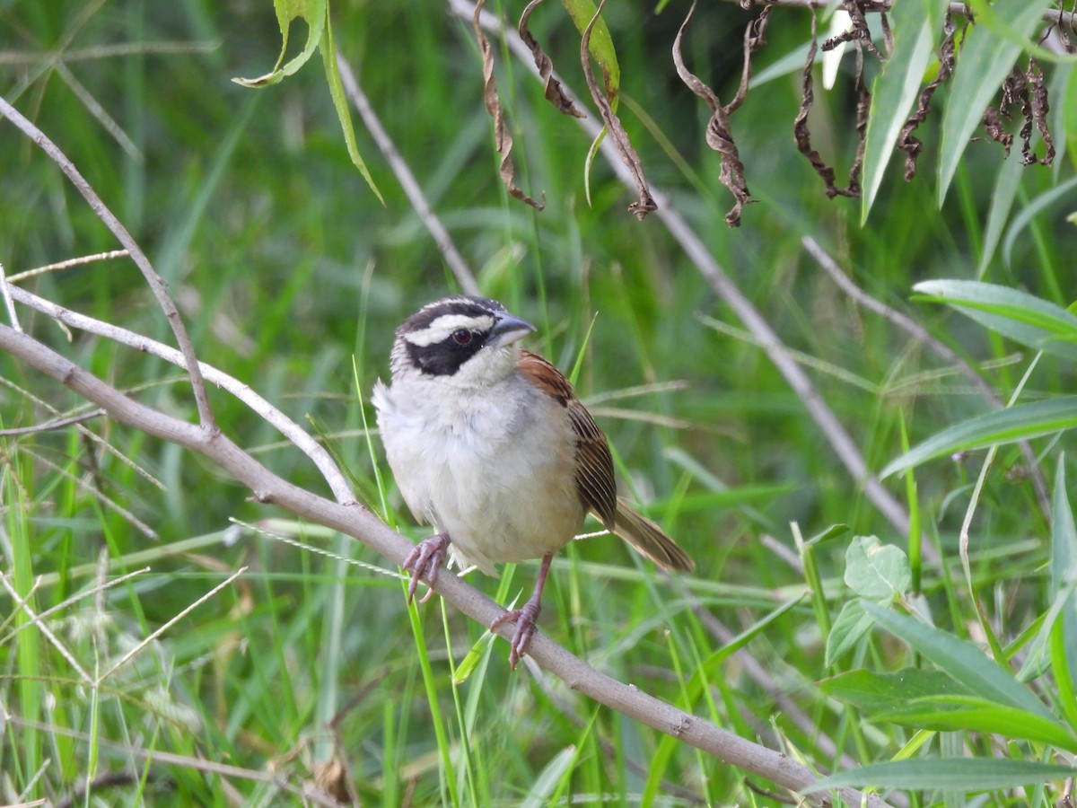 Stripe-headed Sparrow - ML494787891