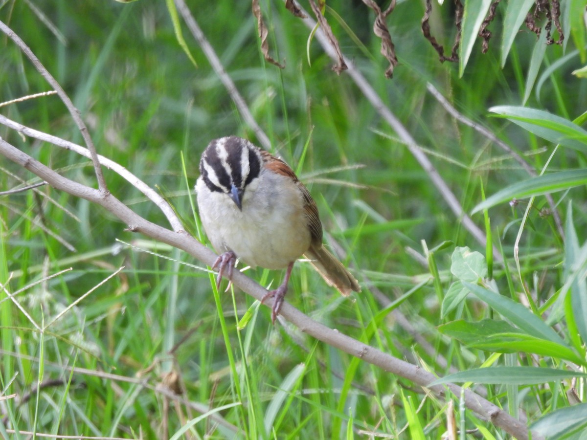 Stripe-headed Sparrow - ML494787961