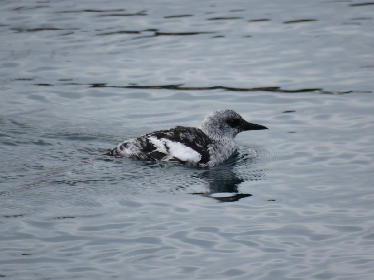 Black Guillemot - Ben Taylor