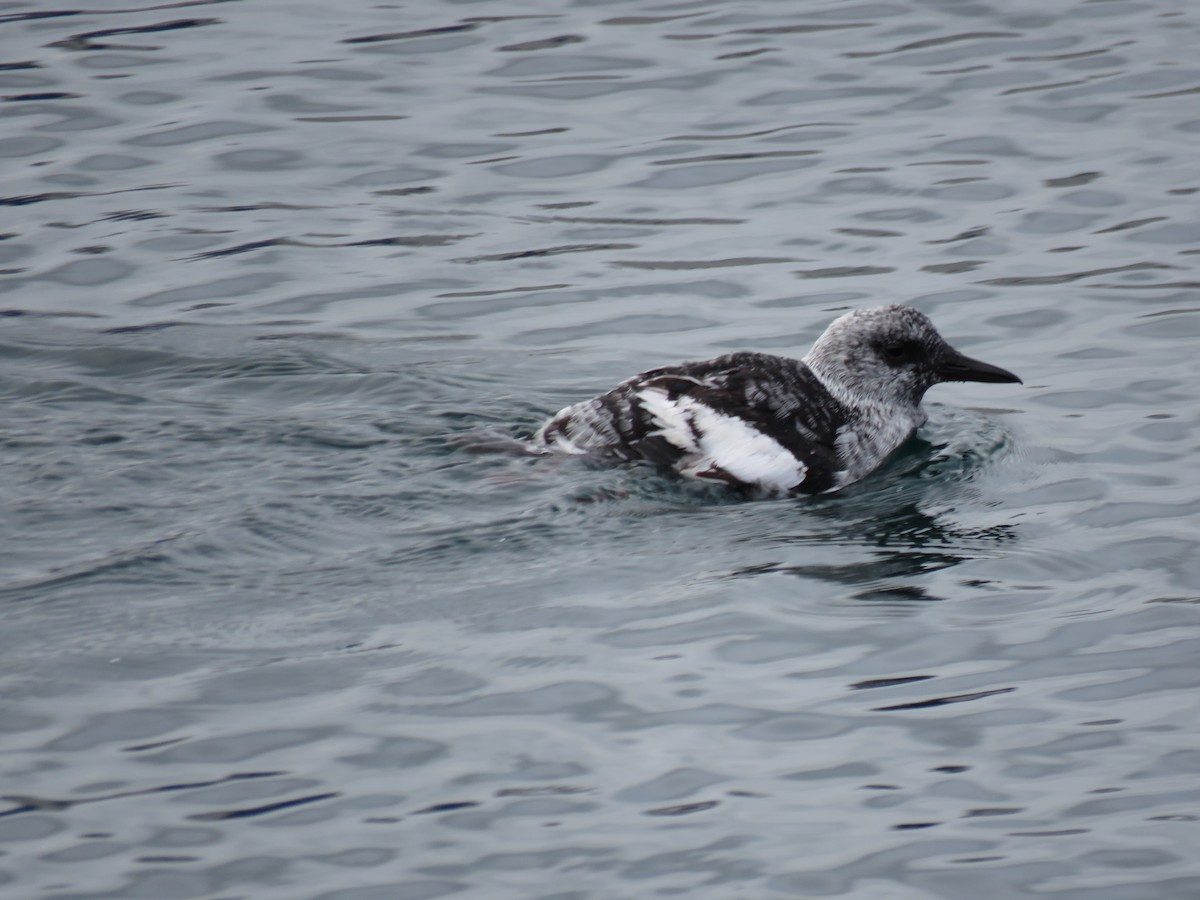 Black Guillemot - Ben Taylor