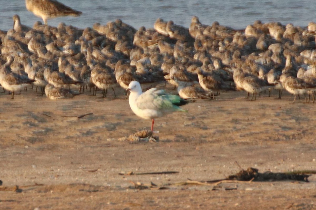 Mouette argentée (novaehollandiae/forsteri) - ML494789811