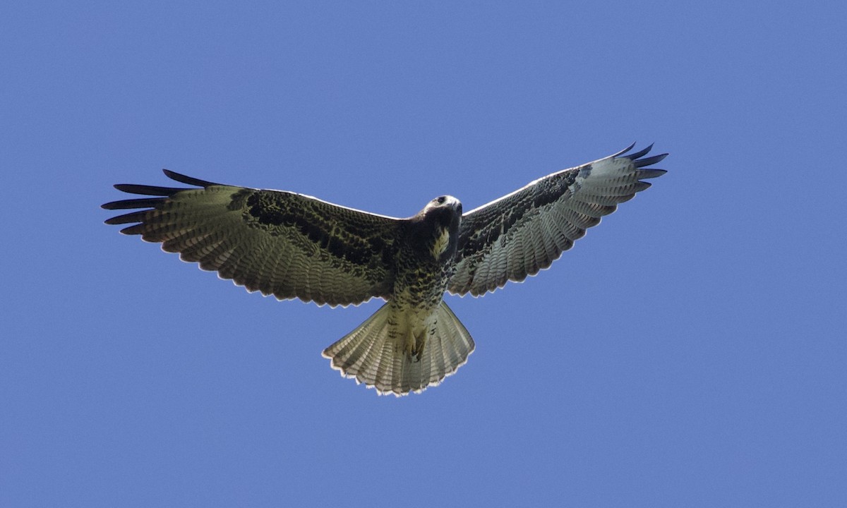 White-tailed Hawk - RJ Baltierra
