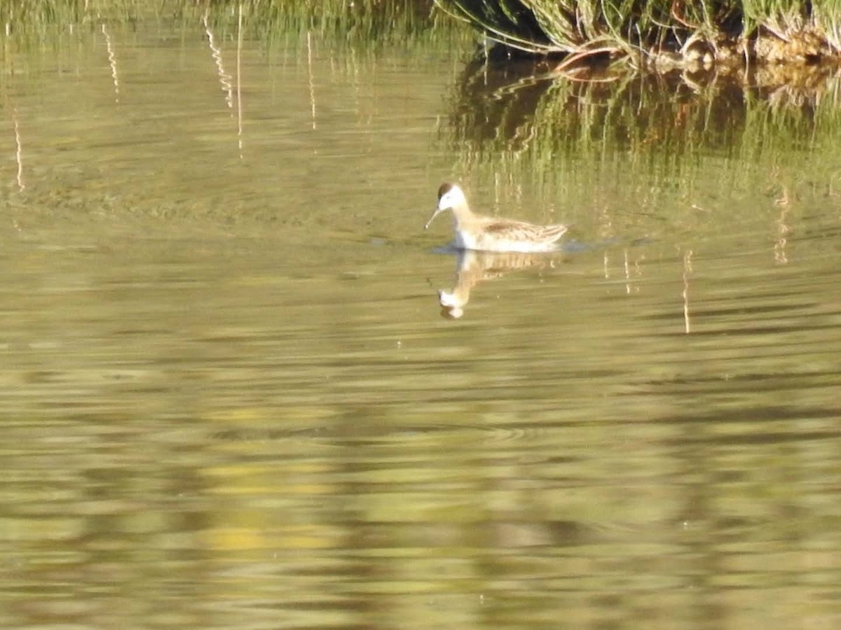 hvithalesvømmesnipe - ML494791031