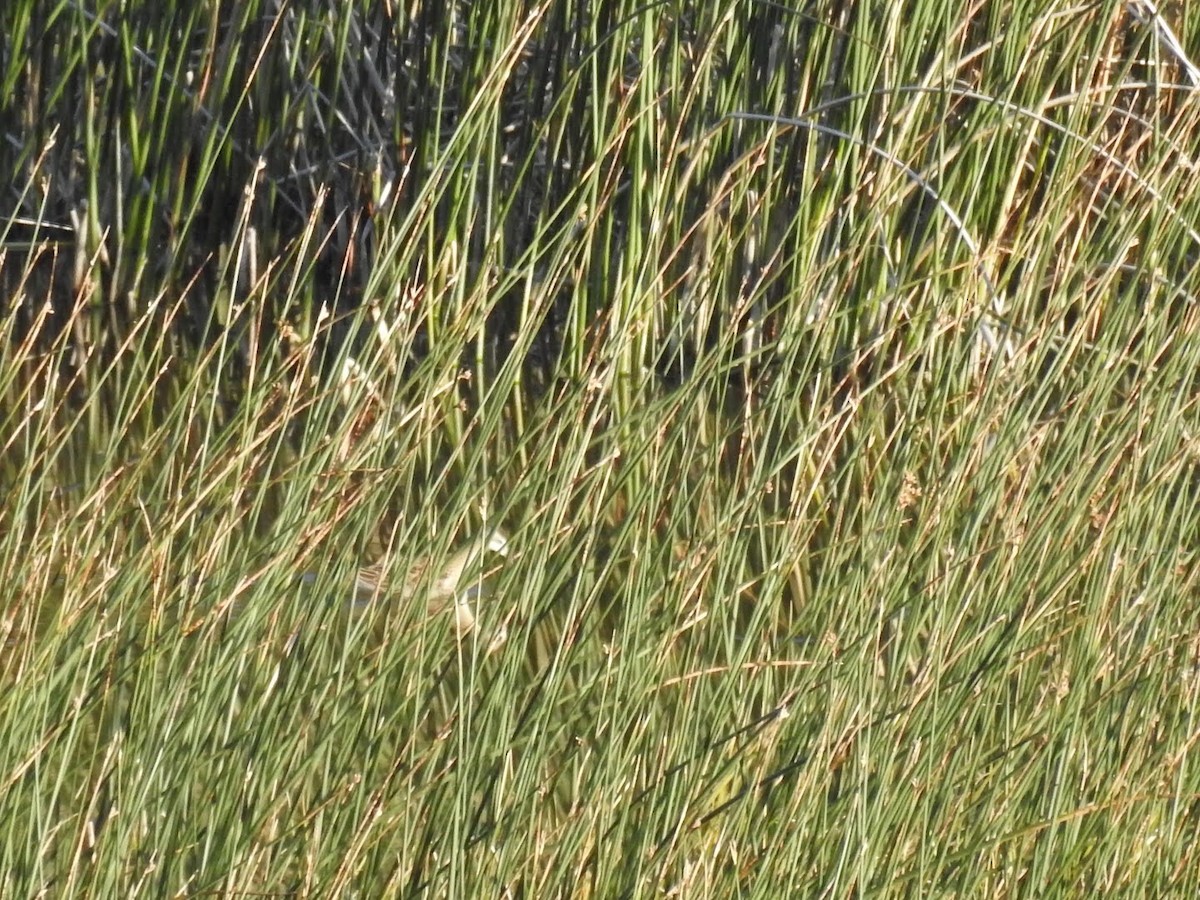 Phalarope de Wilson - ML494791051