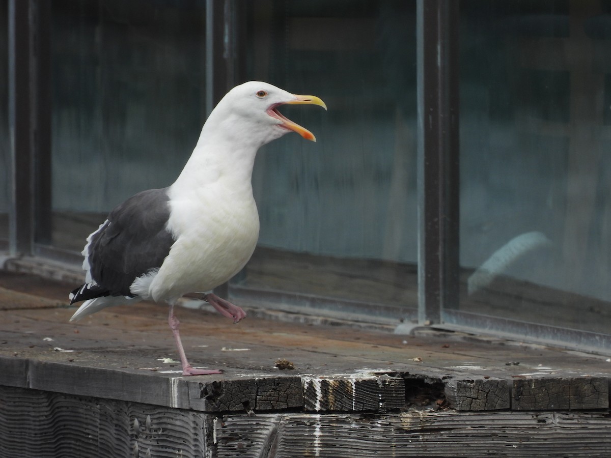 Gaviota Occidental - ML494794461