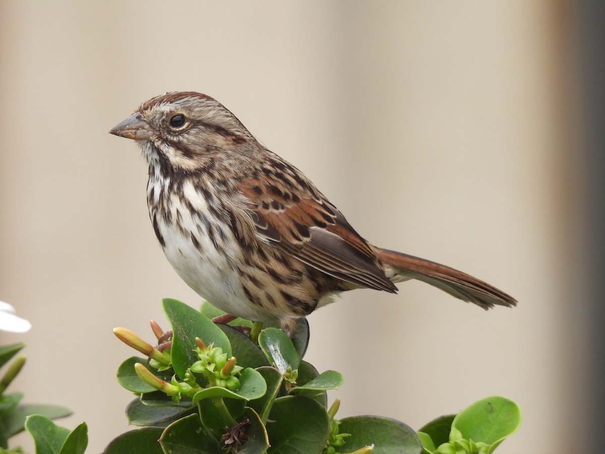 Song Sparrow - ML494794511