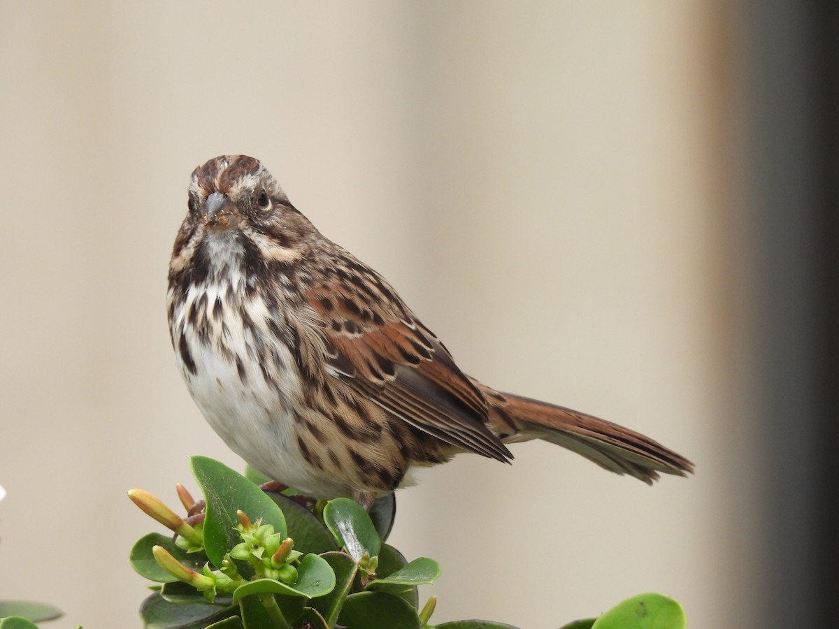 Song Sparrow - ML494794531