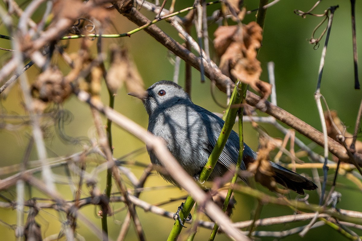 Pájaro Gato Gris - ML494795041