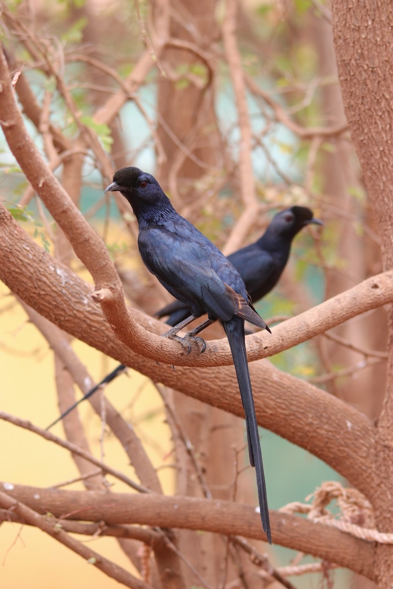 Bristle-crowned Starling - ML494795641