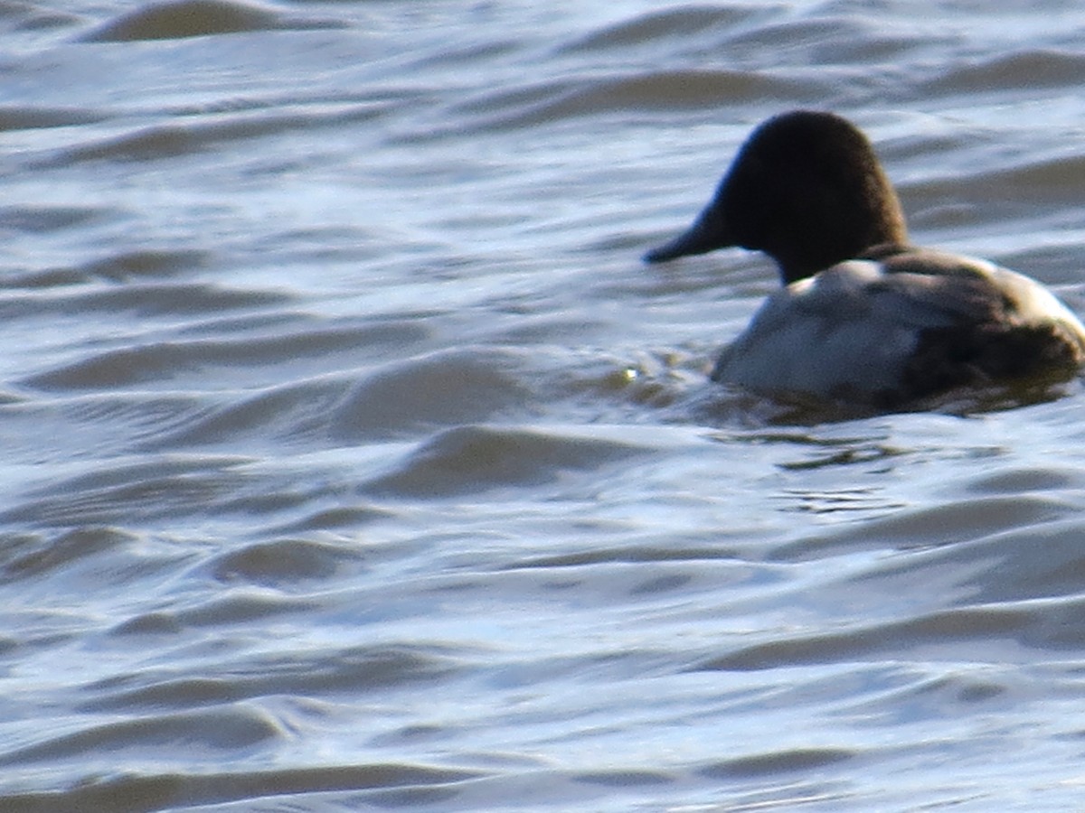 Canvasback - ML494796341