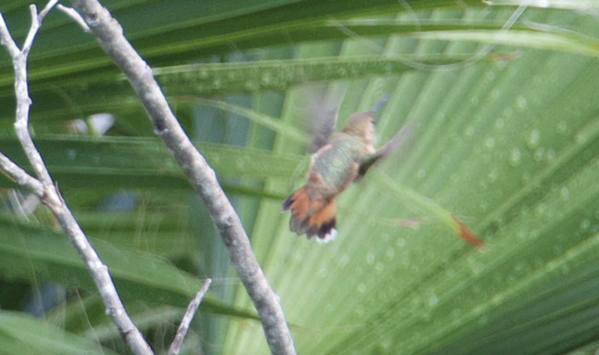 Rufous Hummingbird - ML494796381