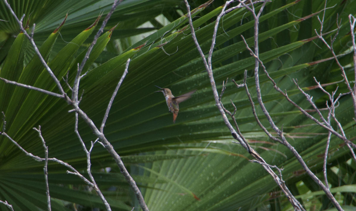 Rufous Hummingbird - ML494796391