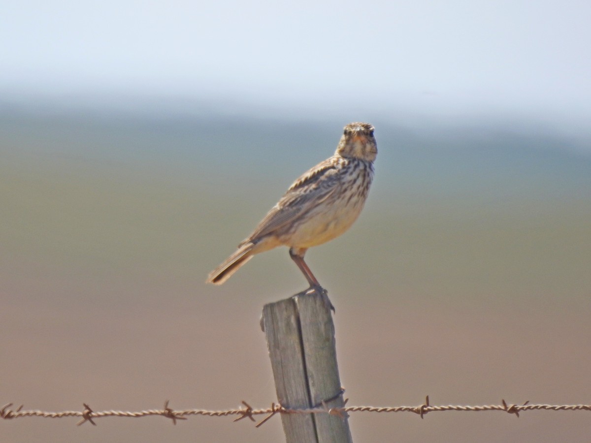 Large-billed Lark - Bill Ypsilantis