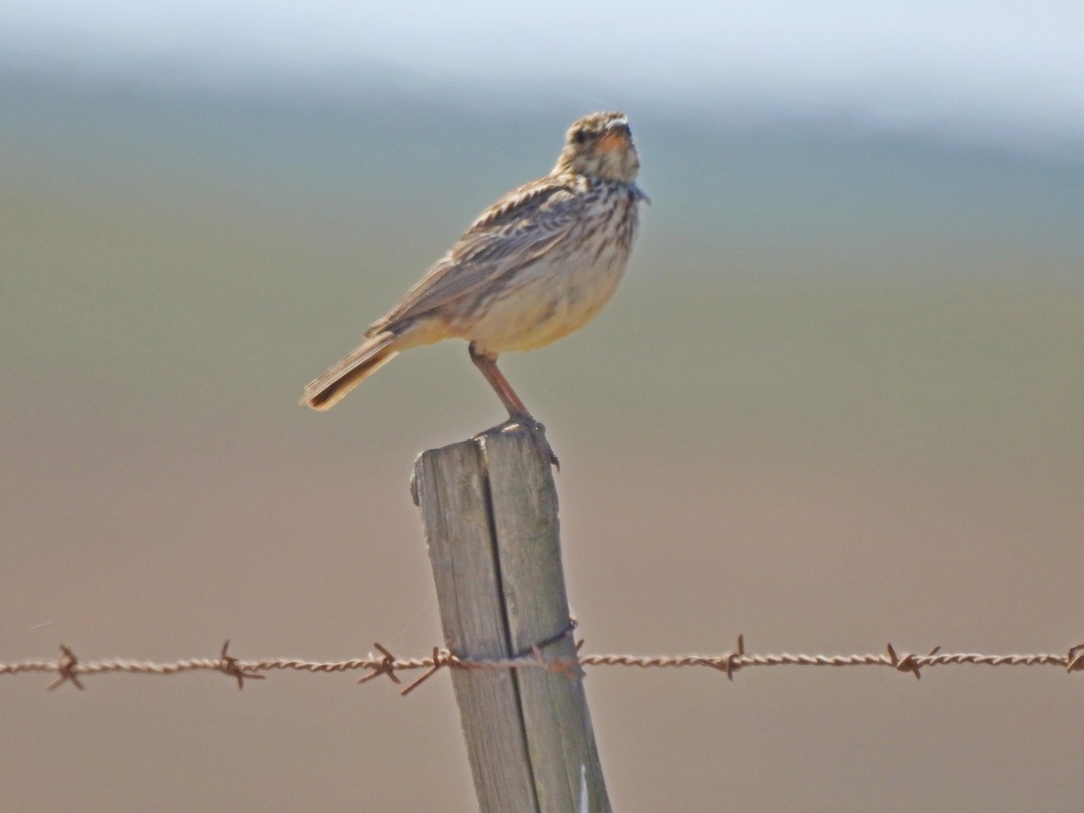 Large-billed Lark - Bill Ypsilantis