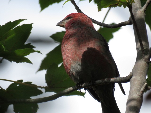 Pine Grosbeak - ML494797411